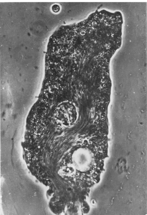 FIG. 3. Posterior bulge ejecting diatom from ameba. Vigorous cytoplasmic stream- stream-ing in direction of diatom