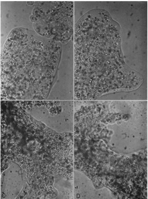 FIG. 5. Photos showing existence of interlocking plasmasol-plasmagel network in  Amoeba proteus