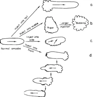 FIG. 1. Effect of microinjection of  A T P  ( 2 % ) into various parts of the ameba. In  each, a vigorous contraction of plasmagel occurred at the site of injection immediately,  resulting in the wrinkling of the cell membrane over it