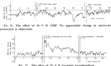 FIG. 11.  T h e effect of 10 — 3 M  A M P . No appreciable change in motive-force  production is observable
