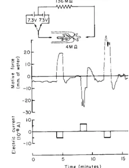 FIG. 13. The effect of electric current through ameba (for details see text). 