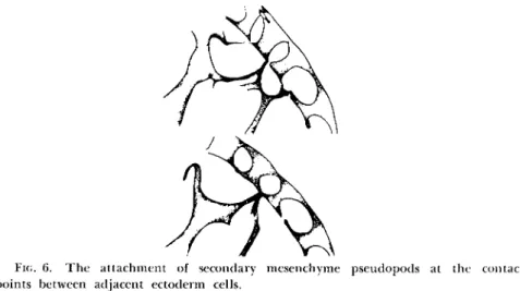 FIG. 6. The attachment of secondary mesenchyme pseudopods at the contact  points between adjacent ectoderm cells