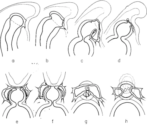 FIG. 8. Semischematic drawings to illustrate the development of the coelom and  the mouth, (a-d) Larvae in optical median section [(c) somewhat to the right of the  median plane]; (e) and (f) dorsoanimal view; (g) and (h) ventral view