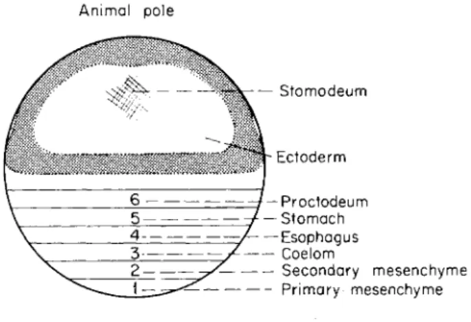 FIG. 2. A map of the presumptive regions of the egg. All the zones indicated  have not yet been mapped by vital staining technique, cf
