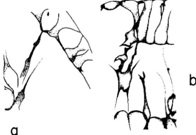 FIG. 5. (a)  T h e attachment of an archenteron tip pseudopod at the contact points  between adjacent ectoderm cells, (b) Relation between the animal plate (above) and  pseudopods from the archenteron tip (below)