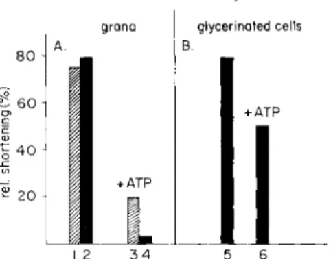 FIG. 4. Inactivation of the isolated relaxing grana (A) and of the relaxing system,  retained in glycerinated cells  ( B ) , by mersalyl