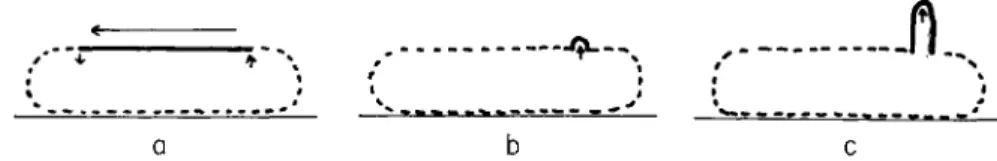 FIG. 3. (a) If the cell surface were fluid or so deformable that any part of the  lateral surface that was not attached to the substratum could be displaced backward  relative to the rest of it, material (solid line) could be introduced into the surface at