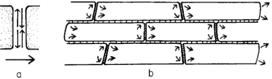 FIG. 6. (a) In an aggregation stream, the front of one cell, if it were the source  of the surface, would apparently have to shear on the rear of the cell ahead of it,  if this were the site of surface removal, (b)  T h e end surfaces of stream cells could