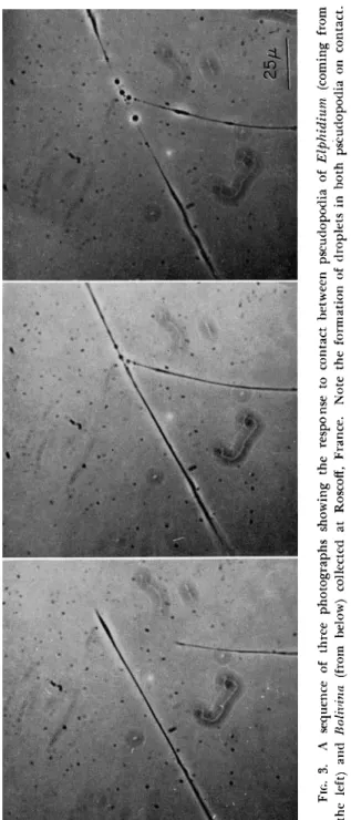 FIG. 3. A sequence of three photographs showing the response to contact between pseudopodia of Elphidium (coming from  the left) and Bolivina (from below) collected at Roscoff, France