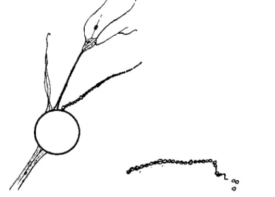 FIG.  4 . A drawing to show the effects of sodium ions  ( 0 . 0 0 6 N). Note beading of  a nondirective pseudopodium