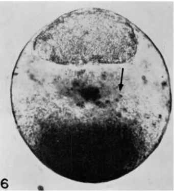 FIG.  6 . A Spisula egg  1 0 - 1 5 min after stratification (prior to first cleavage)