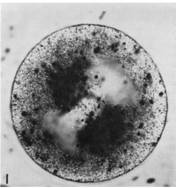 FIG. 1. Fertilized egg of Spisula at about 2-3 min subsequent to germinal vesicle  breakdown