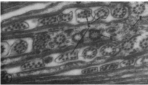 FIG. 9. A section perpendicular to that in Fig. 8 showing cross sections of the  forming cilia