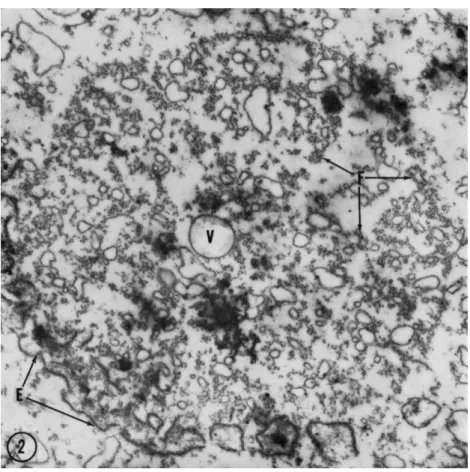 FIG. 2. Cross-sectional survey micrograph on the poleward side of an anaphase  mitotic apparatus when the chromosome separation is about 9 μ
