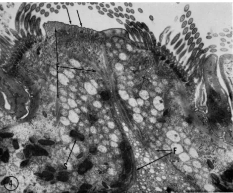 FIG. 4. Survey electron micrograph of a section through the anterior end of the  oligotrichous protozoan Diplodinium ecaudatum