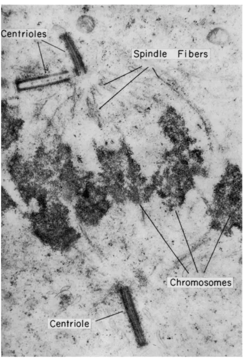 FIG. 2. Electron micrograph of a mitotic spindle from the spermatocyte of the  domestic fowl