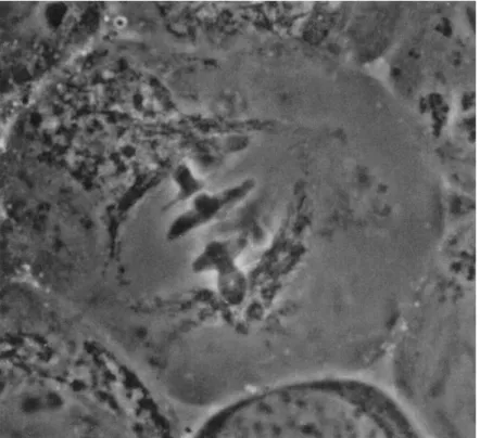 FIG. 4. Living grasshopper spermatocyte (Chloealtis genicularibus) as seen with a  phase-contrast microscope