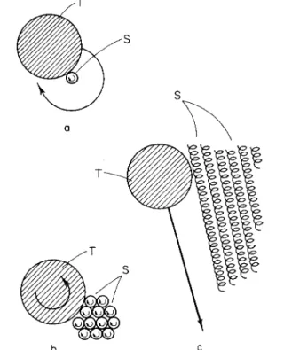 FIG.  1 7 .  T h e behavior of a particle (T) attaching to rotating screws (S). (a) At- At-tached to a single screw and (b, c) to a bundle of screws