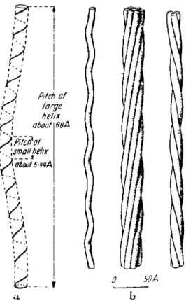FIG. 2.  T h e axis of the α-helix also takes a spiral course (helix of the second  order) in keratin so that three or seven spirals form a strand