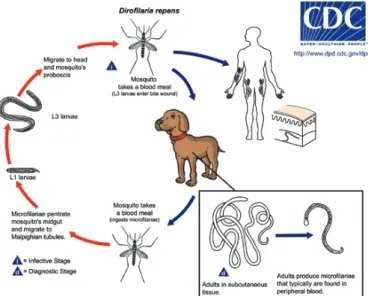 Fig. 2. The life cycle of Dirofilaria repens