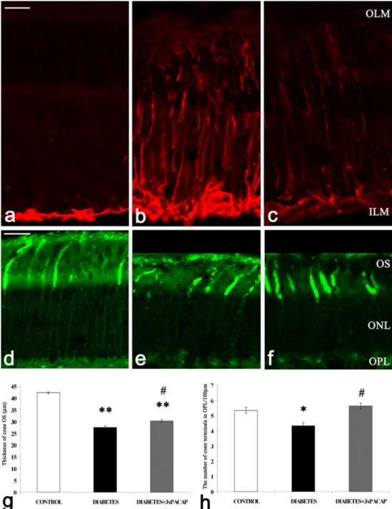 Fig. 2 Glial fibrillary acidic protein (GFAP) labeling of Müller glial cells and peanut agglutinin (PNA) labeling of cone photoreceptors