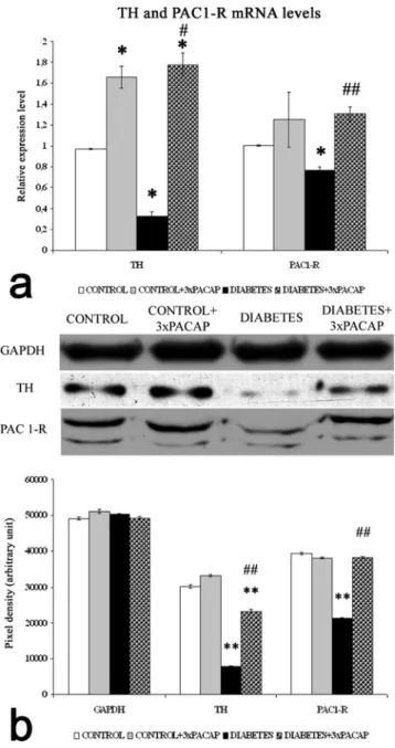 Fig. 5 Molecular biological analyses of control, of control + 3×PACAP, of diabetic and of diabetes + 3×PACAP treated retinas