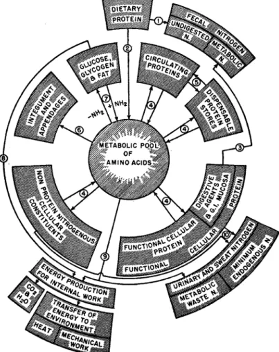 FIG. 1. A diagrammatic representation of protein metabolism in a sexually  inactive animal