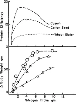 FIG. 6. Data resulting from feeding different amounts of casein, cottonseed  meal, or wheat gluten nitrogen to female rats from weaning over a period of 4 weeks