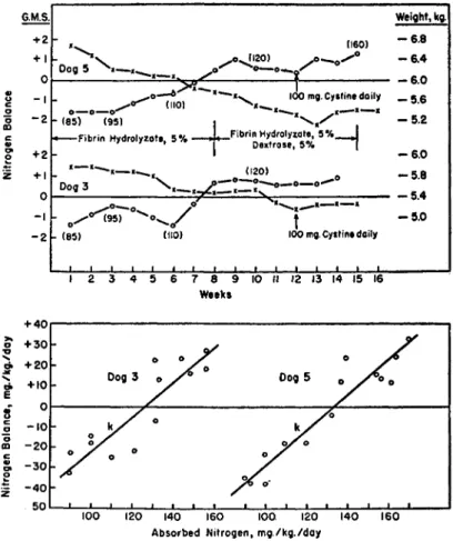 FIG. 1. The upper figure shows weight and nitrogen balance curves for 2 dogs  which received partial acid hydrolyzate of fibrin intravenously as the sole source of  amino acid nitrogen