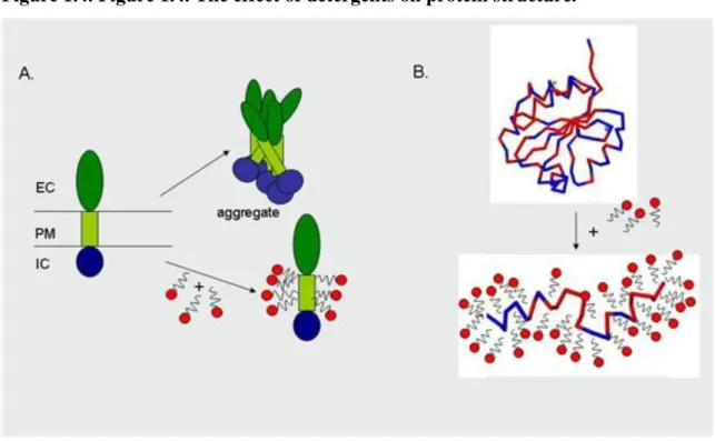 Figure 1.5. Figure 1.5. The effect of reducing agents on protein structure.