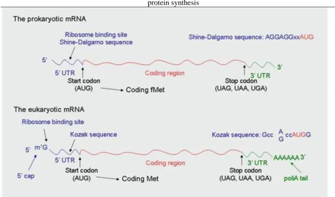 Figure 1.9. Figure 1.9. The differences between the prokaryotic and eukaryoitic mRNA.