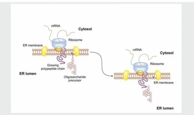 Figure 3.5. Figure 3.5. The cotranlational N-glycosidation of proteins in the endoplasmic  reticulum.