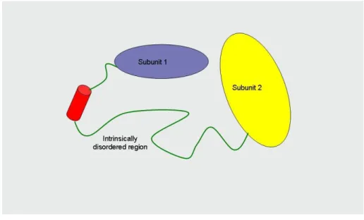 Figure 2.16. The intrinsically disordered proteins can adopt alpha helix or beta  sheet  structure upon interacting with other proteins