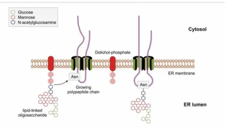 Figure 3.5. The cotranlational N-glycosidation of proteins in the endoplasmic reticulum