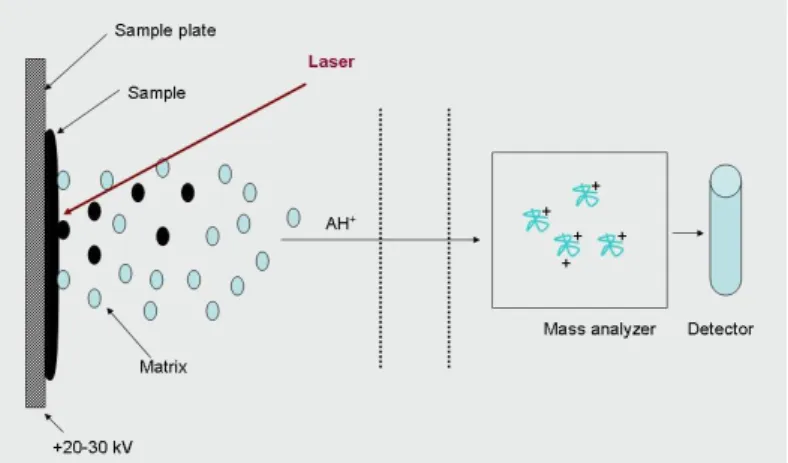 Figure 4.8. The theory of MALDI – Matrix Assisted Laser Desorption Ionization. 