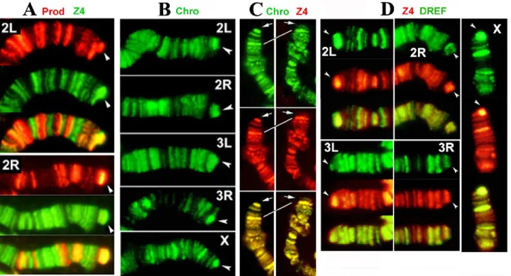 Figure 2. Prod, Z4, Chro and DREF bind to the HTT array. (A) Double-staining of Tel/Oregon R polytene chromosomes with anti-Prod  (red) and anti-Z4 (green) antibodies