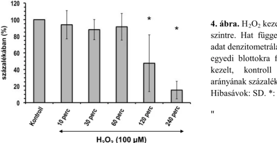 5. ábra. (A) 100 µM-os H 2 O 2  kezelés hatása a PKD foszforiláltsági szintjére. Hat független mérésből származó  adat  denzitometrálása