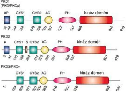 1. ábra. A három protein kináz D izoforma domén szerkezete (Van Lint és mtsai, 2002 nyomán)