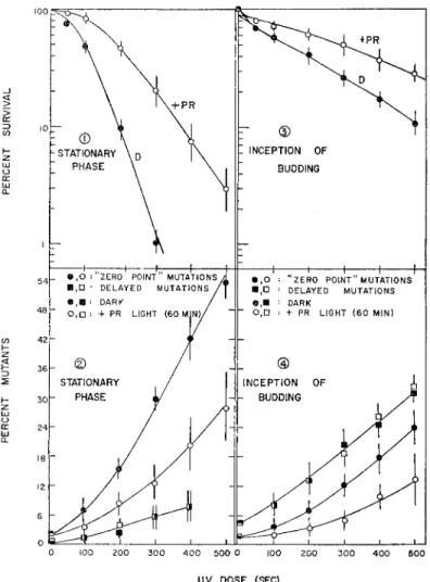 FIG.  2 . Survival and mutation to respiration deficiency in yeast after  u.v. irradiation of cells in the stationary phase (parts ι and 2) and at  inception of budding (parts 3 and  4 ) 