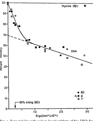 FIG. 3. Extractability with sodium lauryl sulphate of free DNA from  E. coli strains B/r, B, and B, T~, as a function of u.v