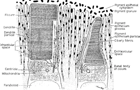 FIG. Ι. Diagram showing ultrastructural arrangements of the outer  segments of a rod and cone, in this case as found in the retina of the  salamander Necturus, the mudpuppy