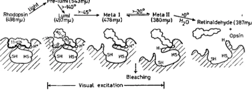 FIG. 3. Stages in the bleaching of rhodopsin. Rhodopsin has as  chromophore 11 -eis retinaldehyde, which fits closely a section of the  opsin structure