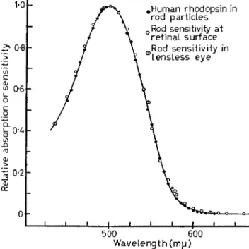 FIG. 4. Absorption spectrum of human rhodopsin, measured in a  suspension of rod outer segments, compared with the spectral  sensi-tivity of human rod vision, as at the retinal surface