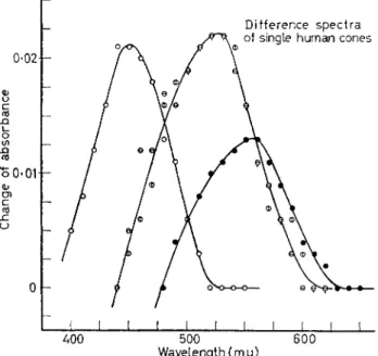 FIG. 5. Difference spectra of the visual pigments in single cones of the  human parafovea