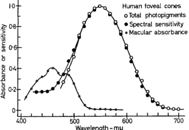 FIG. 6. Difference spectrum of the total photopigments of the human  fovea (average of 5) compared with the spectral sensitivity of foveal  vision, measured as at the level of the cones