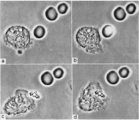 FIG.  4 .  E f f e c t of laser  i r r a d i a t i o n  o n a red  b l o o d  c o r p u s c l e  a n d  p h a g o - -cytose  b y a  l e u c o c y t e , (a)  L e u c o c y t e at centre, three red  c o r p u s c l e s  o n  the  r i g h t , (b)  T h e spot 