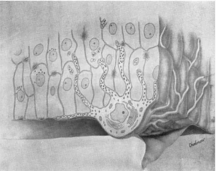 FIG. Ι. The epidermal melanin unit. 