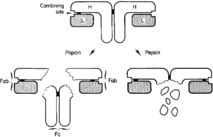 FIG. 1. Structural model of rabbit or human 7 S yG-immunoglobulin molecule,  slightly modified from Fougereau and Edelman (1965)