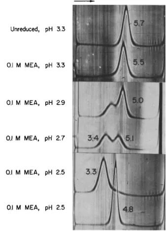 FIG. 2. Schlieren patterns of reduced and unreduced rabbit YG-globulin photo- photo-graphed after ultracentrifugation for 80 minutes at 59,780 rpm at 20° C (except G,  64 minutes)