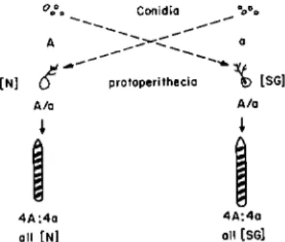 FIG. 1. The basis for a reciprocal cross in Neurospora crassa. Typical results are  shown for chromosomal heredity involving the mating type alleles A and a, and for  extra chromosomal heredity involving the SG property and its normal (N) alternative